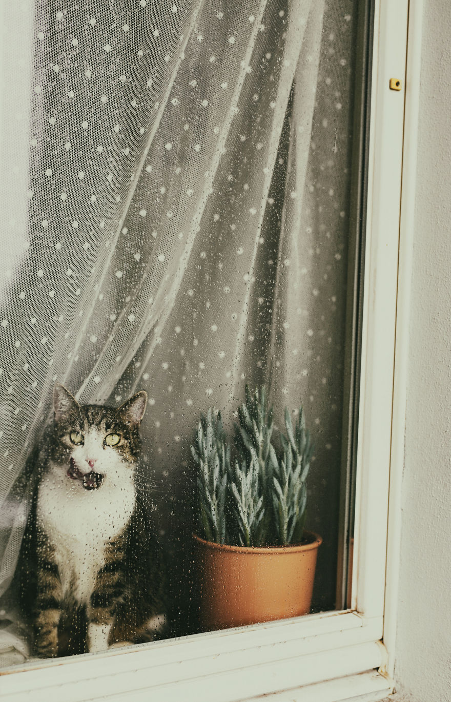 My Private Cats' Models!