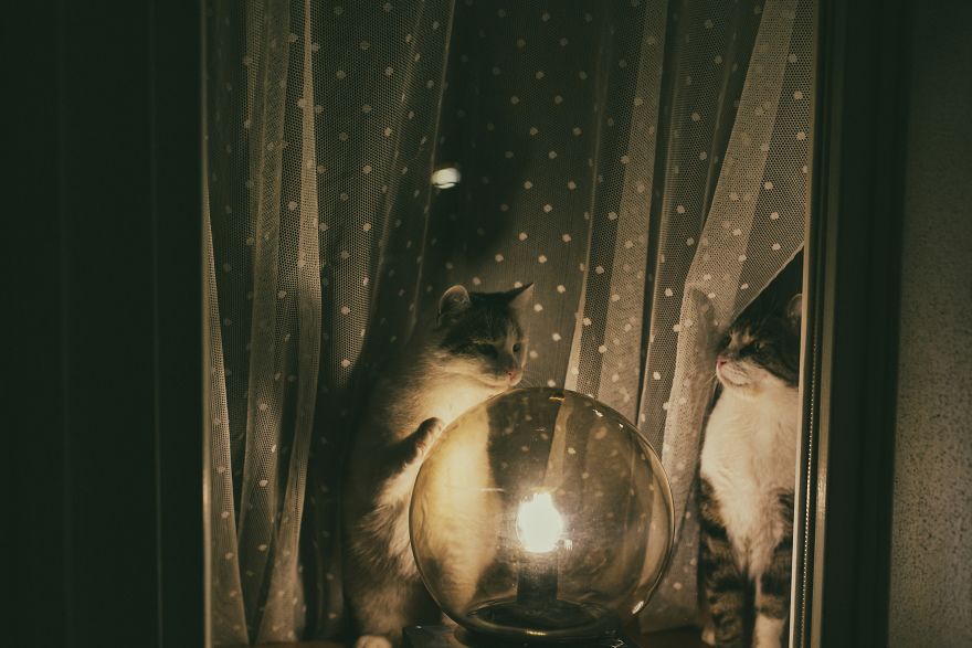 My Private Cats' Models!