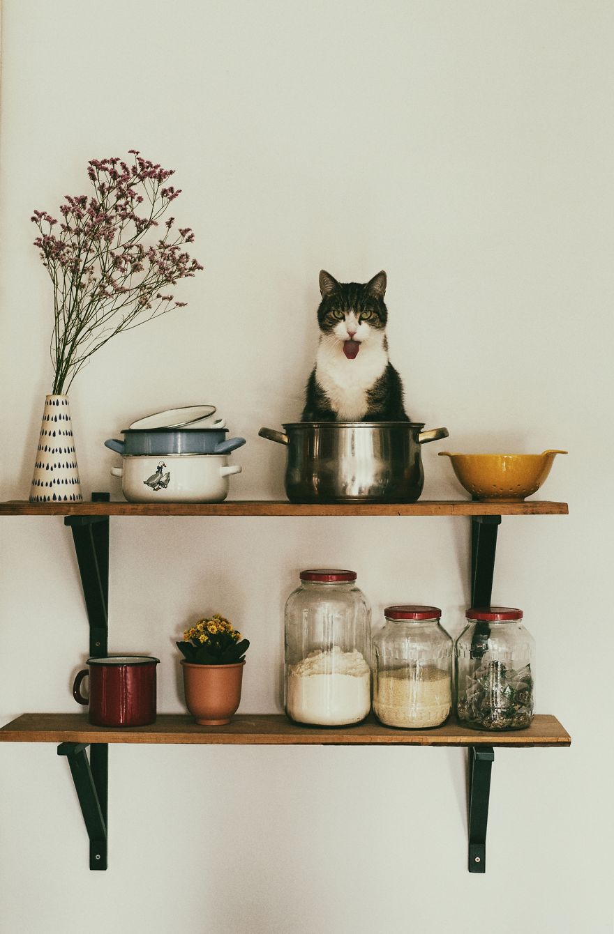 My Private Cats' Models!