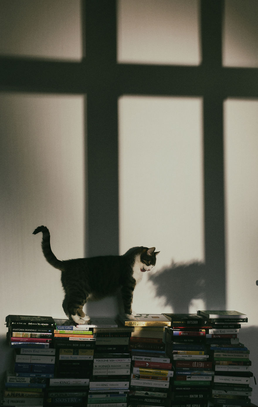 My Private Cats' Models!