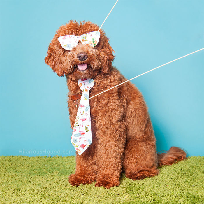 Hilarious Dogs In A Photo Booth (With Funny Props!)