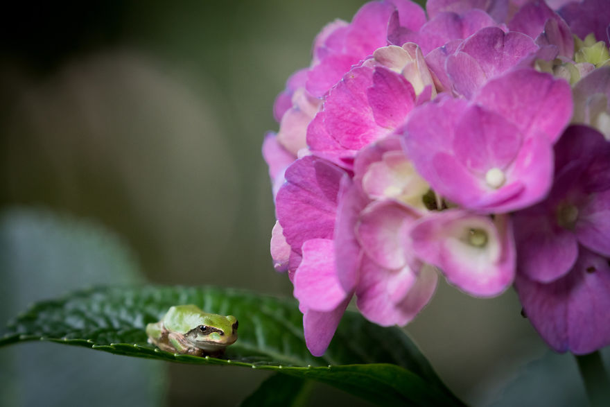 I Travel Around Japan To Photograph Tree Frogs On Hydrangeas