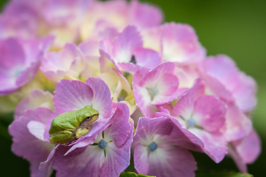 I Travel Around Japan To Photograph Tree Frogs On Hydrangeas