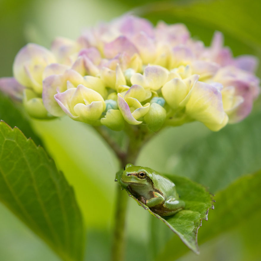 I Travel Around Japan To Photograph Tree Frogs On Hydrangeas