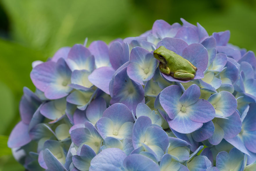 I Travel Around Japan To Photograph Tree Frogs On Hydrangeas