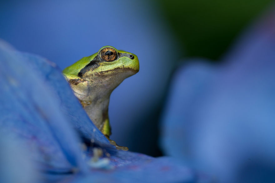 I Travel Around Japan To Photograph Tree Frogs On Hydrangeas