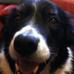 nicolajcolohan avatar