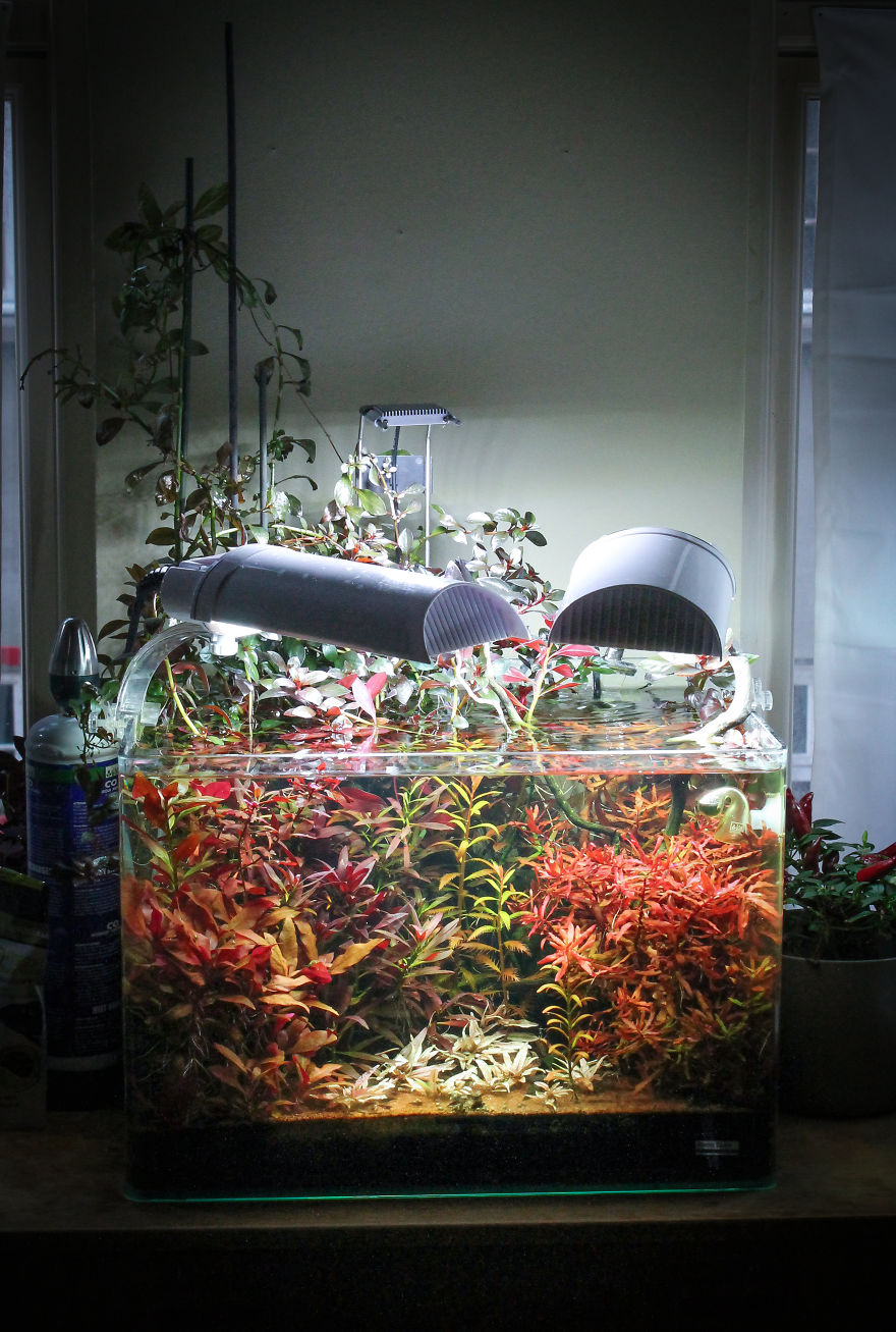 I Invented A New Style Of Aquarium Design With Only Red Plants