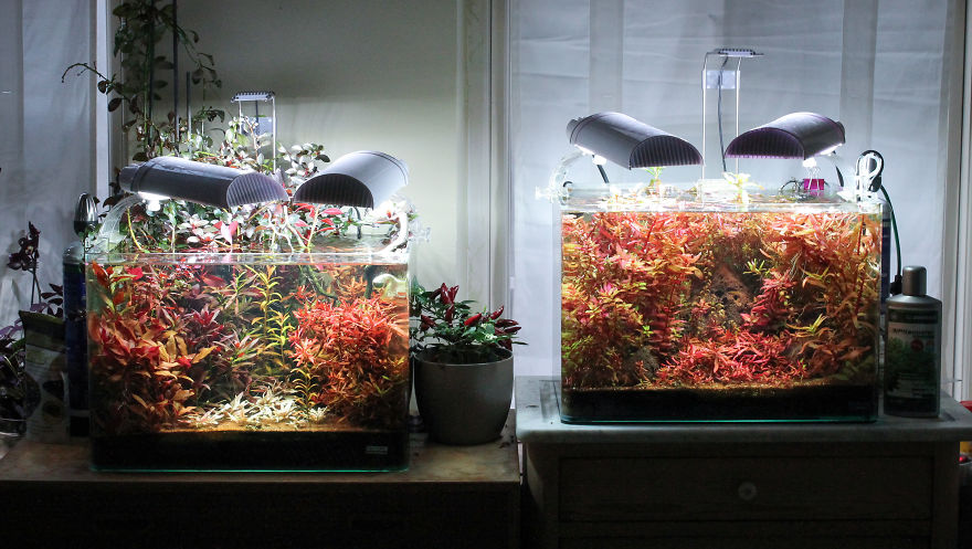 I Invented A New Style Of Aquarium Design With Only Red Plants I Invented A New Style Of Aquarium Design With Only Red Plants