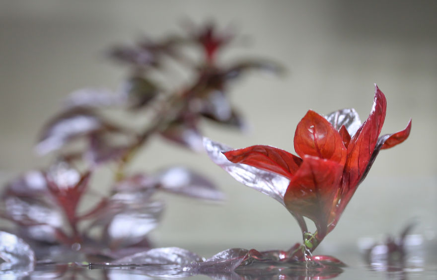 I Invented A New Style Of Aquarium Design With Only Red Plants I Invented A New Style Of Aquarium Design With Only Red Plants