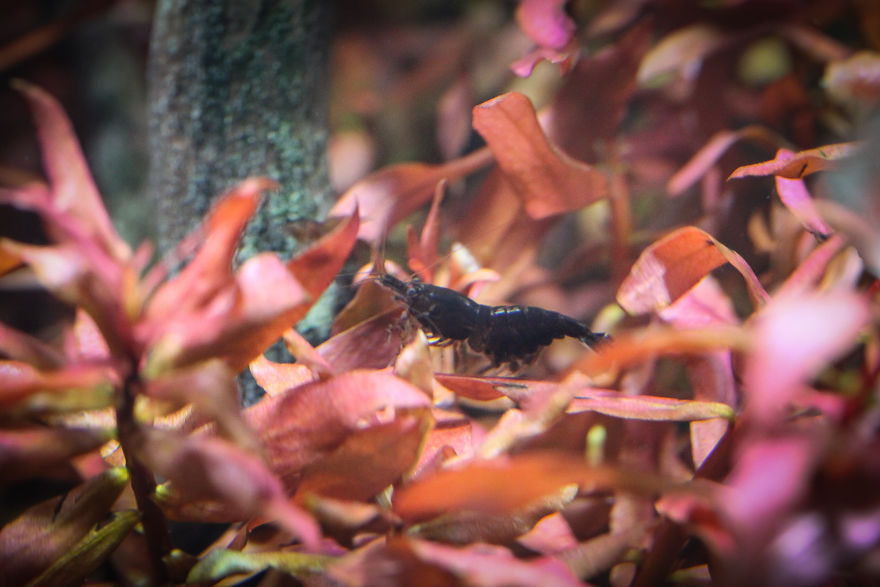 I Invented A New Style Of Aquarium Design With Only Red Plants