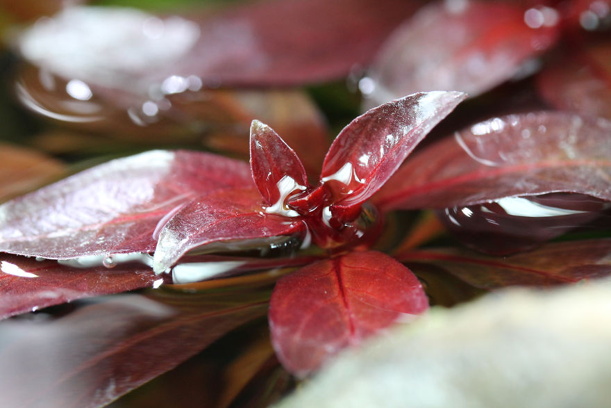 I Invented A New Style Of Aquarium Design With Only Red Plants