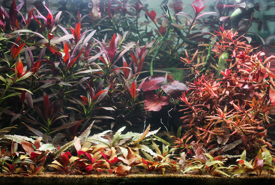 I Invented A New Style Of Aquarium Design With Only Red Plants I Invented A New Style Of Aquarium Design With Only Red Plants