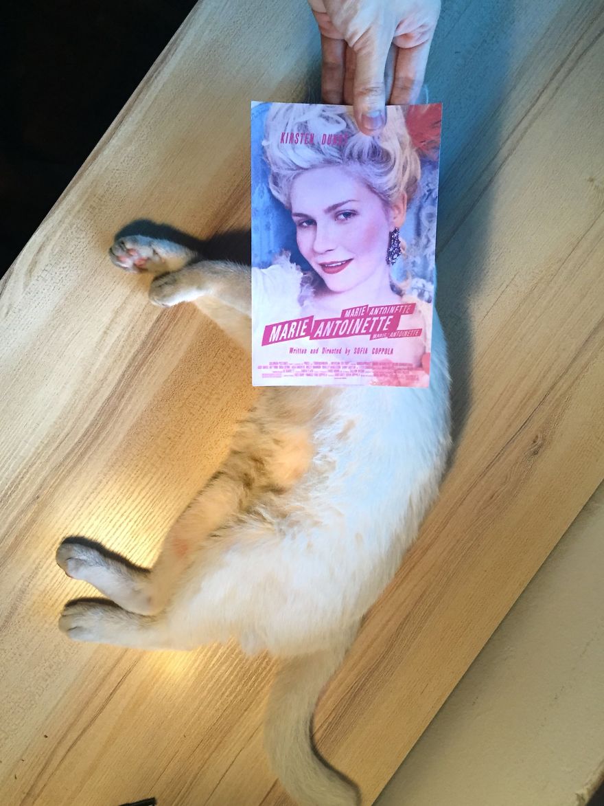 Photographer Follows Cats Around To "Insert" Them Behind Famous Movie Posters