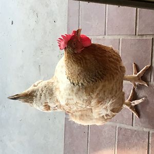 54a6f123448ff avatar