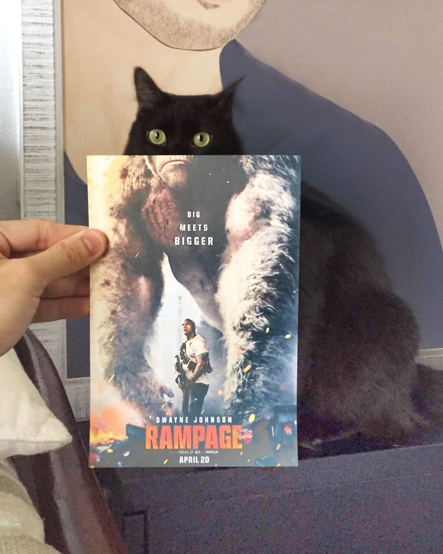 Photographer Follows Cats Around To "Insert" Them Behind Famous Movie Posters