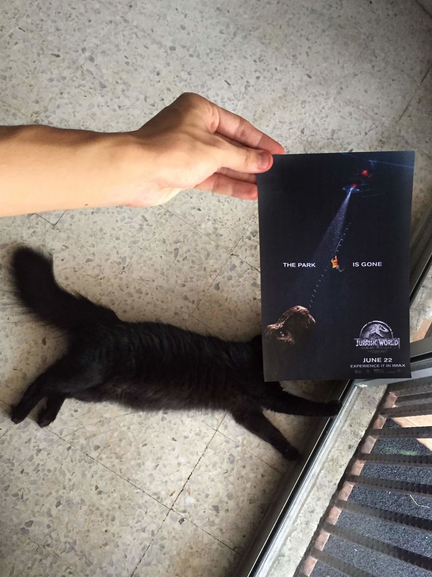 Photographer Follows Cats Around To "Insert" Them Behind Famous Movie Posters