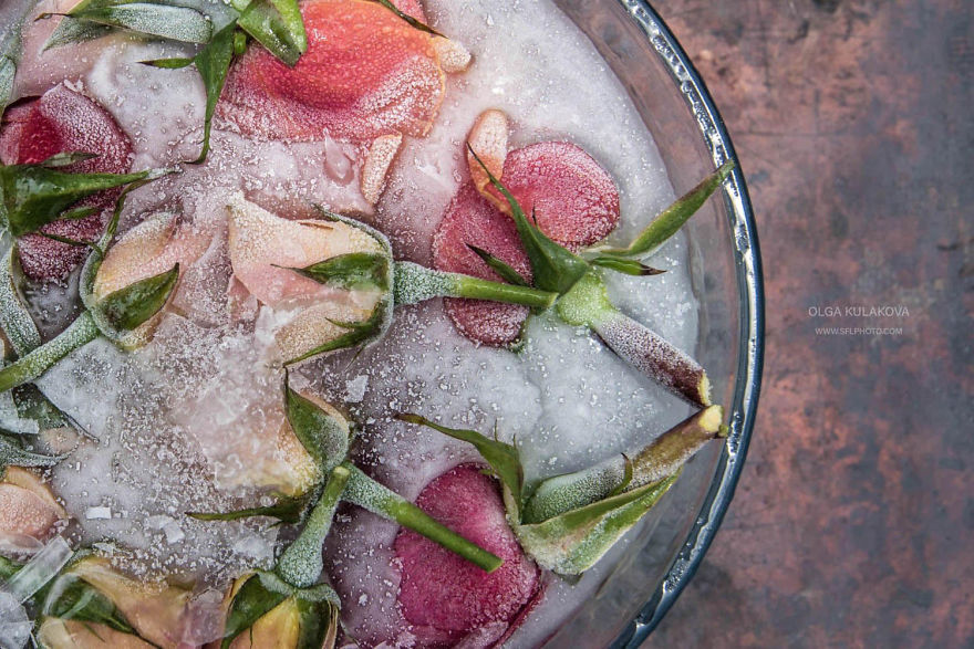 Frozen Beauty: I Imortalized Flowers In Ice Frozen Beauty: I Imortalized Flowers In Ice