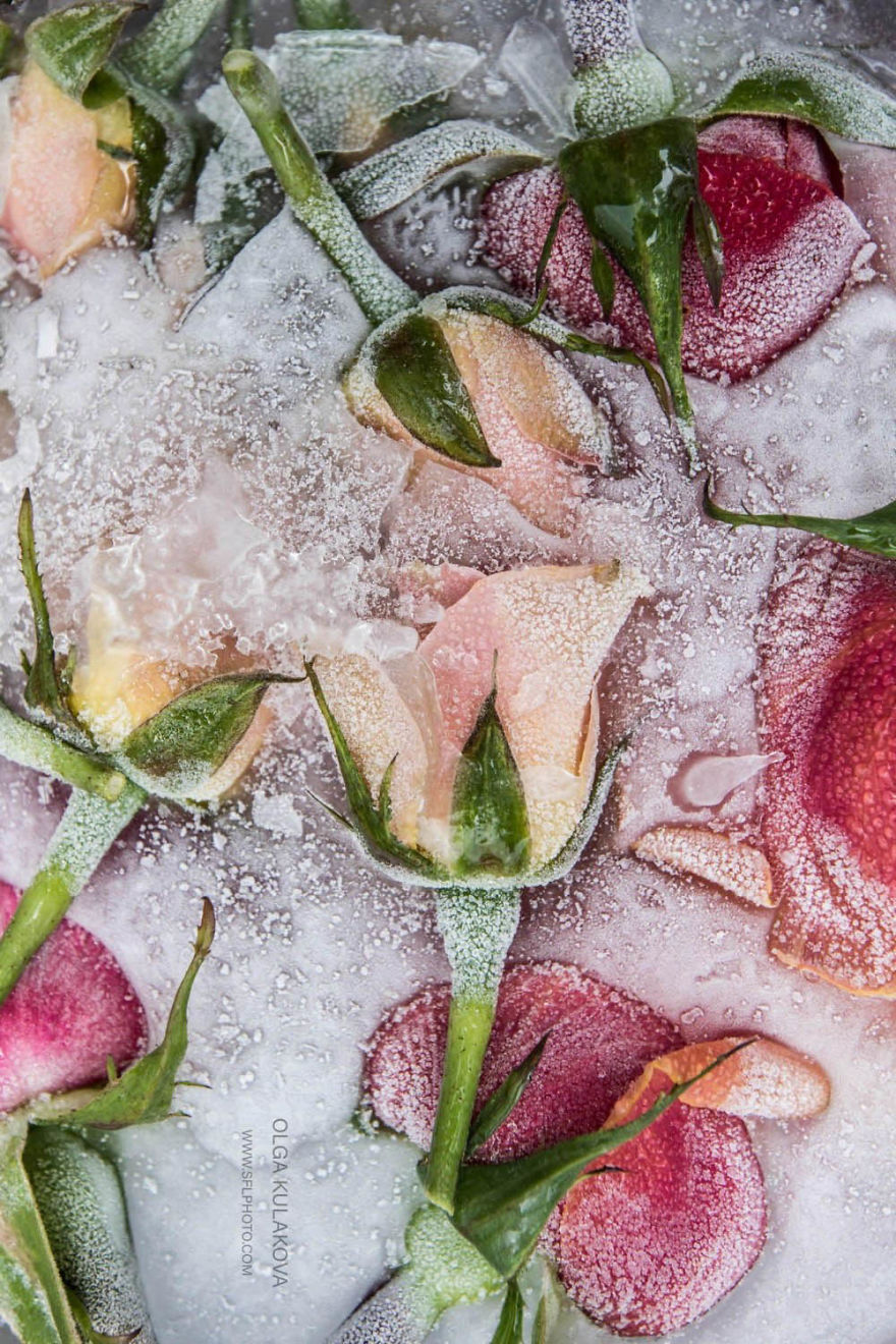 Frozen Beauty: I Imortalized Flowers In Ice Frozen Beauty: I Imortalized Flowers In Ice