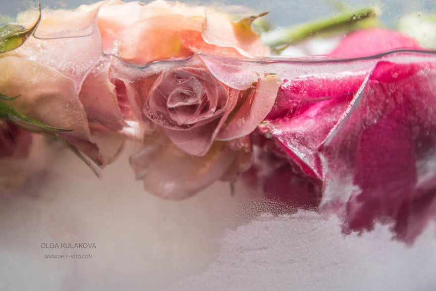 Frozen Beauty: I Imortalized Flowers In Ice Frozen Beauty: I Imortalized Flowers In Ice