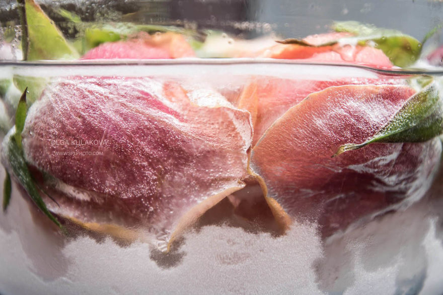 Frozen Beauty: I Imortalized Flowers In Ice Frozen Beauty: I Imortalized Flowers In Ice