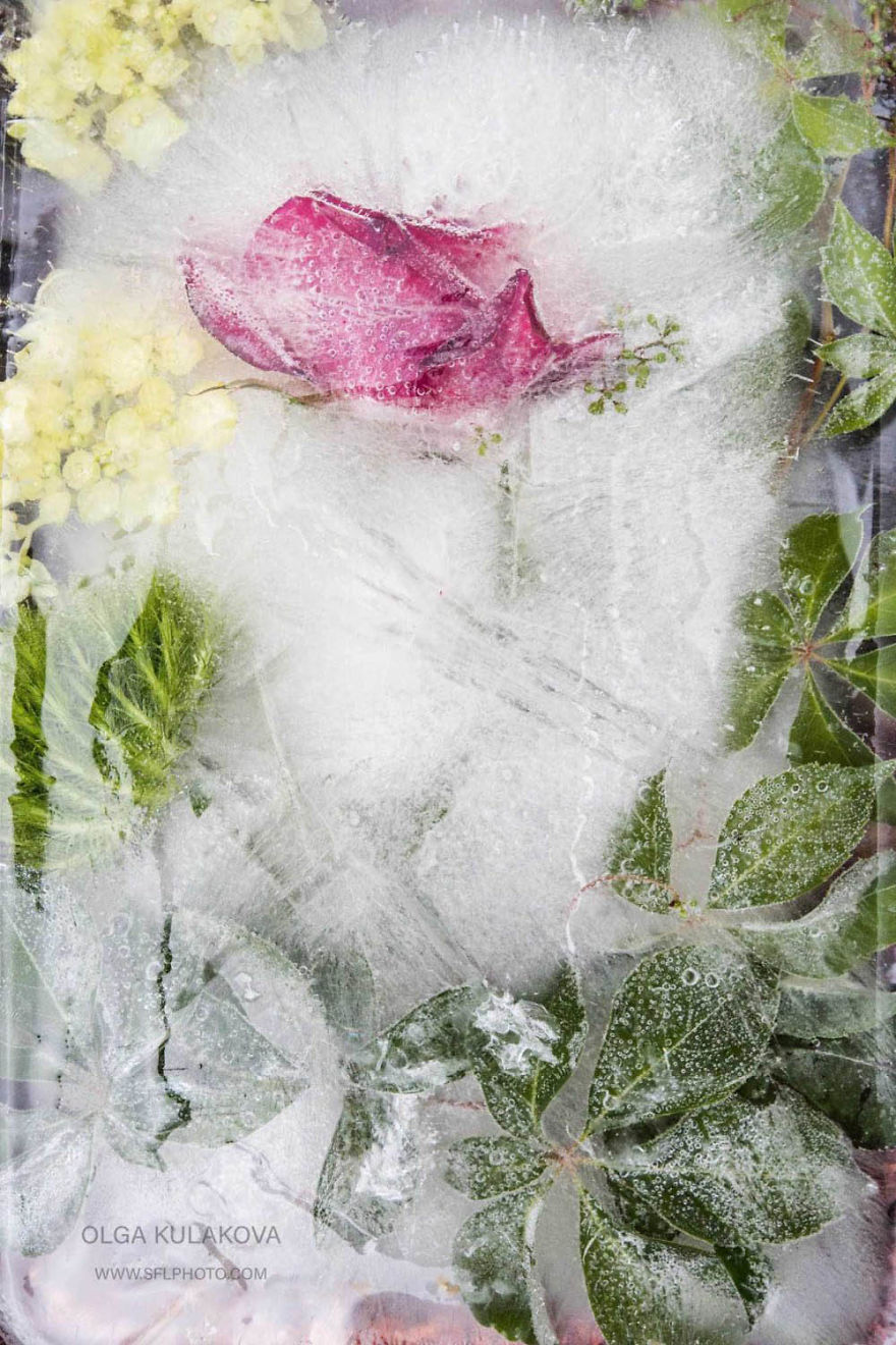 Frozen Beauty: I Imortalized Flowers In Ice Frozen Beauty: I Imortalized Flowers In Ice
