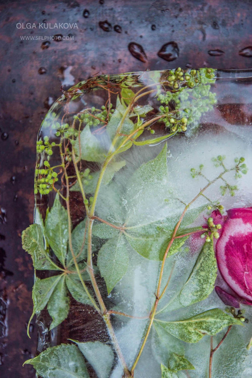 Frozen Beauty: I Imortalized Flowers In Ice Frozen Beauty: I Imortalized Flowers In Ice