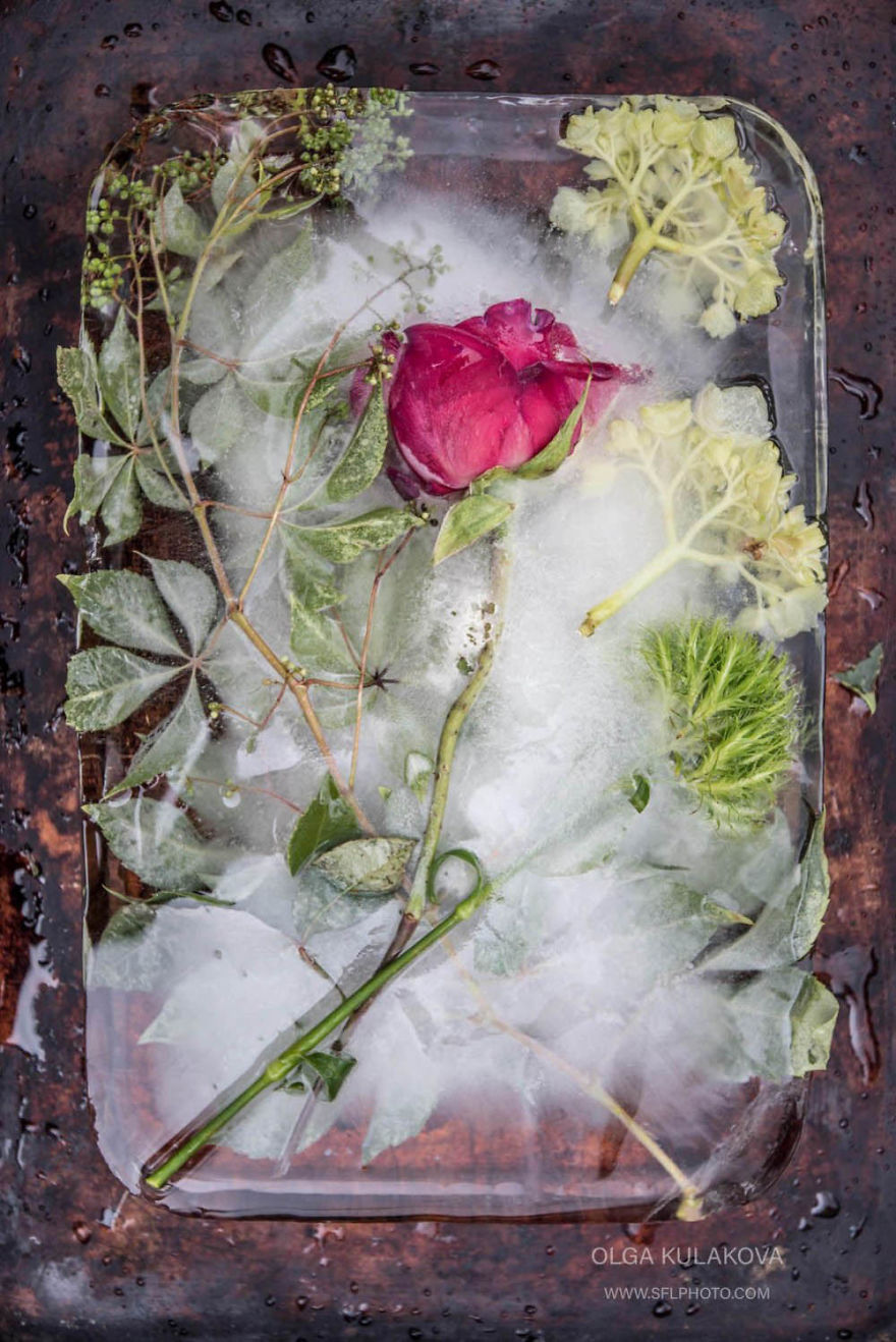 Frozen Beauty: I Imortalized Flowers In Ice Frozen Beauty: I Imortalized Flowers In Ice