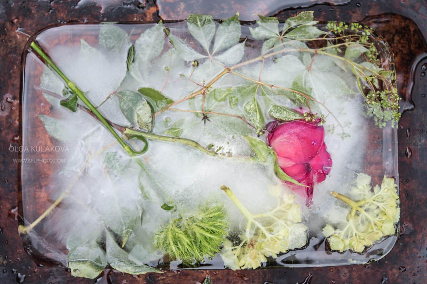 Frozen Beauty: I Imortalized Flowers In Ice Frozen Beauty: I Imortalized Flowers In Ice