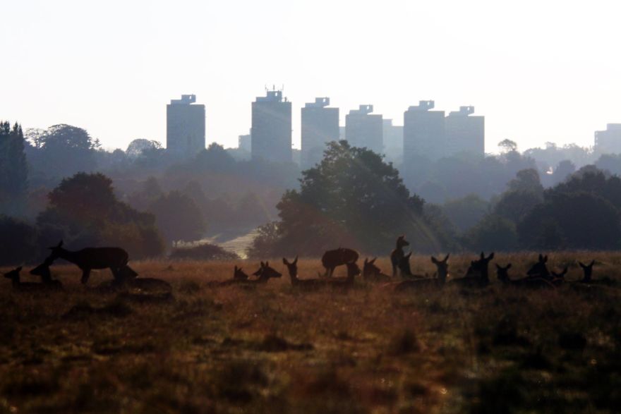 Man & Beast: The Deer Of Richmond Park Man & Beast: The Deer Of Richmond Park