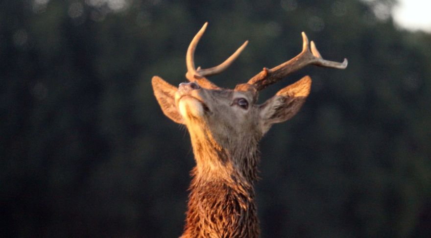 Man & Beast: The Deer Of Richmond Park Man & Beast: The Deer Of Richmond Park