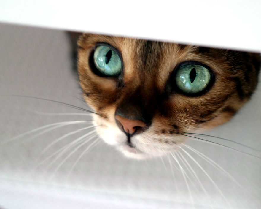 Molly Chan, The Bengal With The Shining Eyes Molly Chan, The Bengal With The Shining Eyes