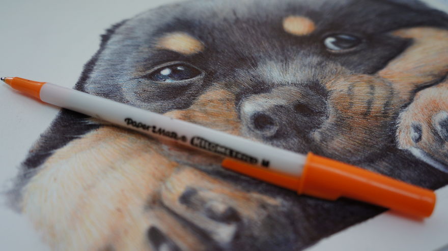 I Drew My Pet Rottweiler In Ballpoint Pens I Drew My Pet Rottweiler In Ballpoint Pens
