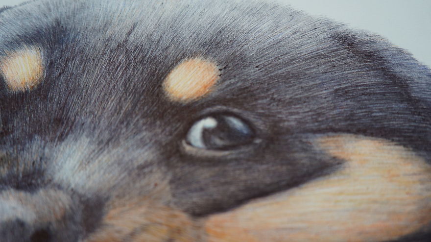 I Drew My Pet Rottweiler In Ballpoint Pens