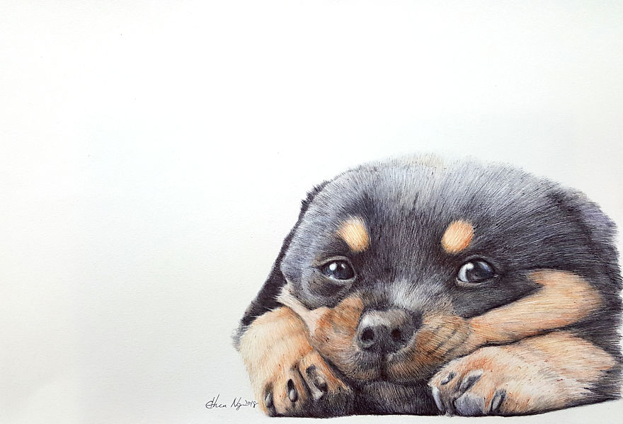 I Drew My Pet Rottweiler In Ballpoint Pens
