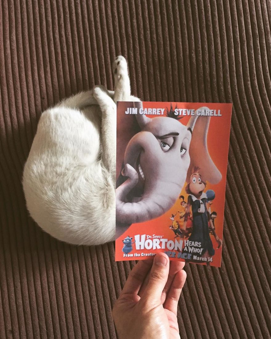 Photographer Follows Cats Around To "Insert" Them Behind Famous Movie Posters