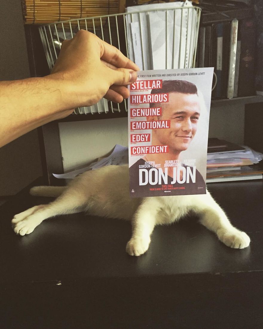 Photographer Follows Cats Around To "Insert" Them Behind Famous Movie Posters