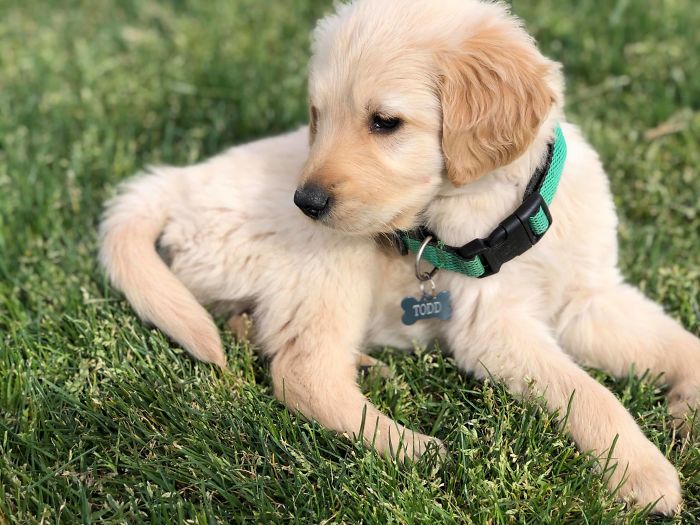 Hero Dog Gets Bitten By A Venomous Rattlesnake After Jumping In Front Of It To Save His Human
