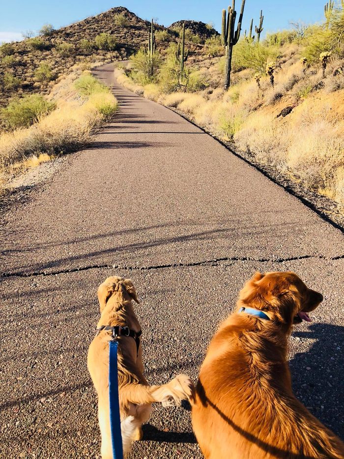 Hero Dog Gets Bitten By A Venomous Rattlesnake After Jumping In Front Of It To Save His Human Hero Dog Gets Bitten By A Venomous Rattlesnake After Jumping In Front Of It To Save His Human