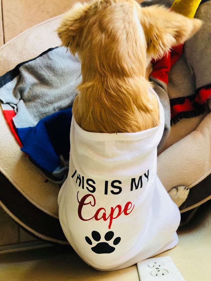 Hero Dog Gets Bitten By A Venomous Rattlesnake After Jumping In Front Of It To Save His Human