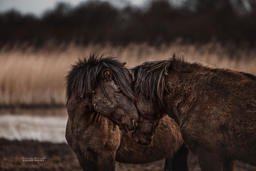 Capturing Wild Horses Made Me Realize How Fragile Freedom Is Capturing Wild Horses Made Me Realize How Fragile Freedom Is