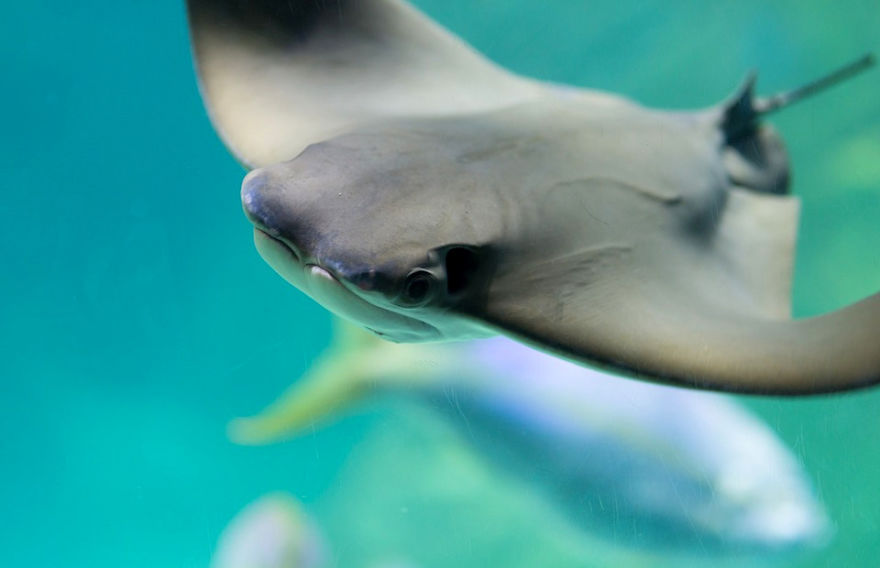 8 Must-See Sea Creatures While Diving/Snorkelling