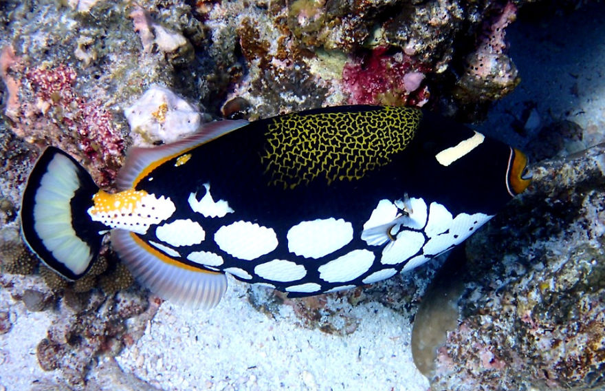 8 Must-See Sea Creatures While Diving/Snorkelling