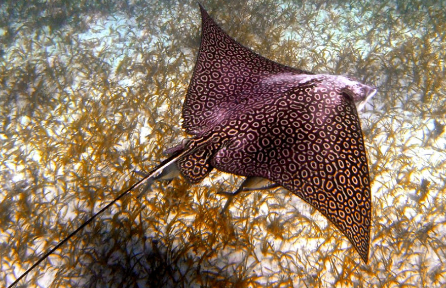 8 Must-See Sea Creatures While Diving/Snorkelling