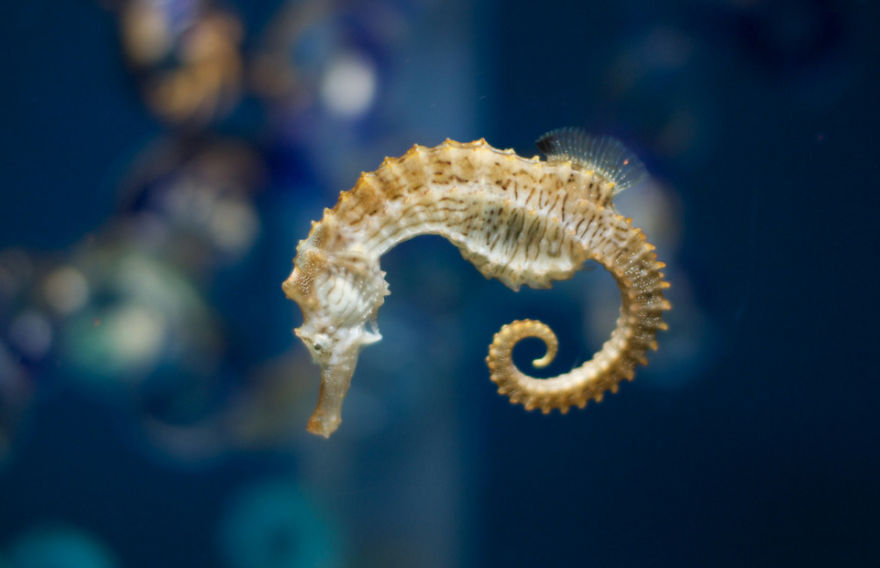 8 Must-See Sea Creatures While Diving/Snorkelling