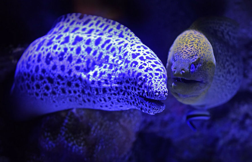 8 Must-See Sea Creatures While Diving/Snorkelling