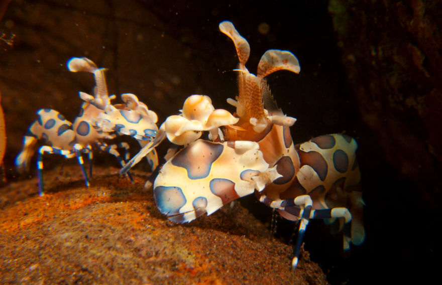 8 Must-See Sea Creatures While Diving/Snorkelling