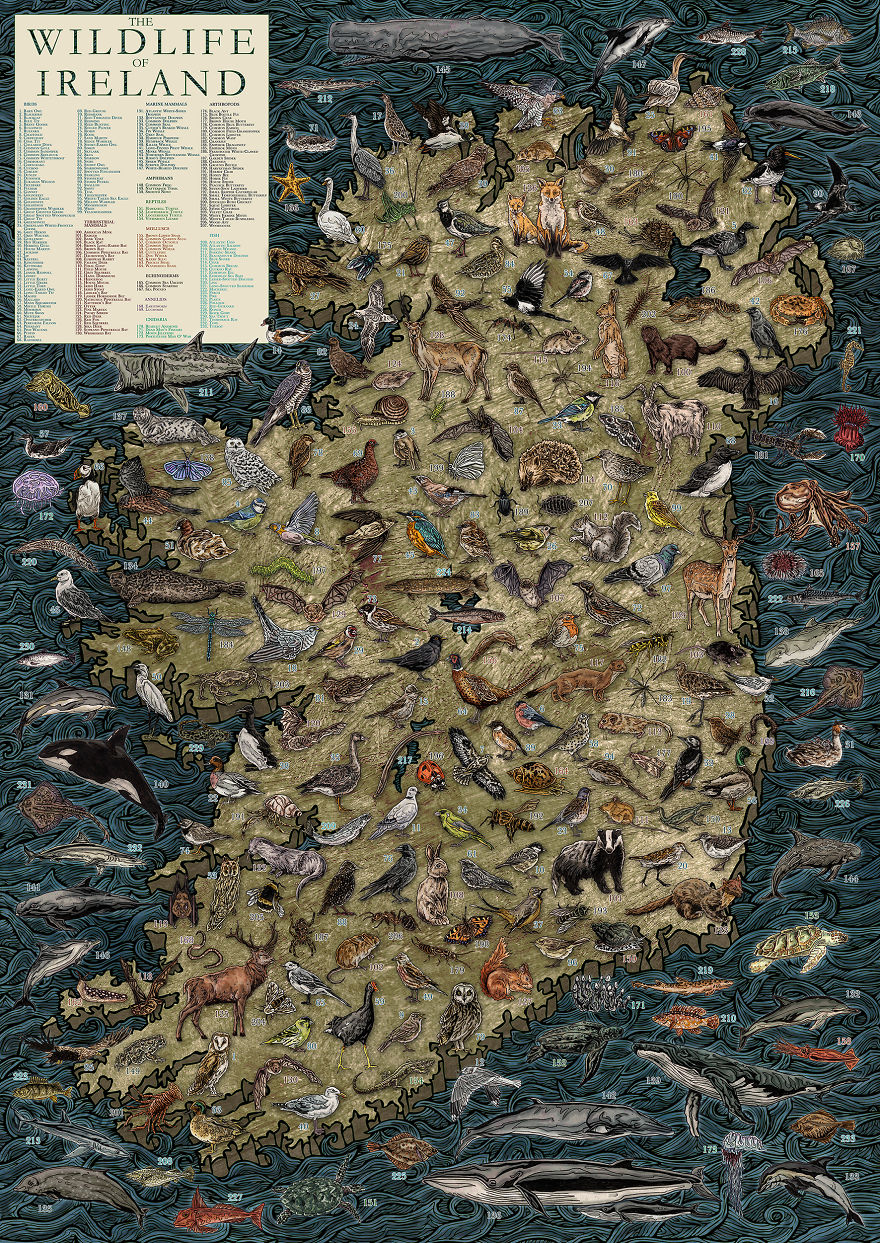 The Wildlife Of Ireland Illustrated Map The Wildlife Of Ireland Illustrated Map