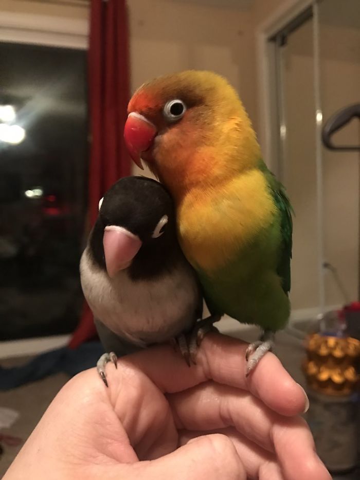 Kiwi And His Goth Girlfriend Just Had 4 Babies And Internet Is In Love Kiwi And His Goth Girlfriend Just Had 4 Babies And Internet Is In Love