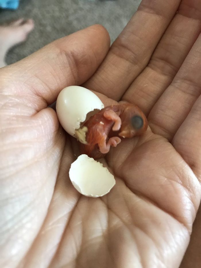 Kiwi And His Goth Girlfriend Just Had 4 Babies And Internet Is In Love Kiwi And His Goth Girlfriend Just Had 4 Babies And Internet Is In Love